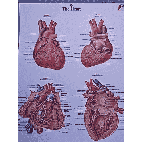  CHART BIOLOGY HEART